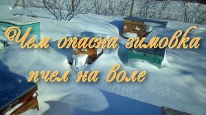 Пчёлы на морозе: секреты зимовки