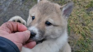 С лайками и щенками