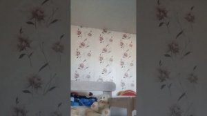 VID_20251119_093437.mp4