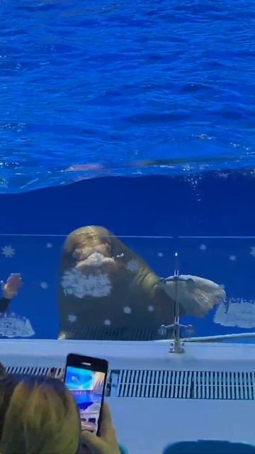 Океанариум на острове Русский, Приморье/Oceanarium on Russky Island, Primorye, 2020, part 14