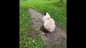 Научи меня кошка