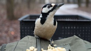Собака. Белки. Дятел. И злая синица. Зарисовка
