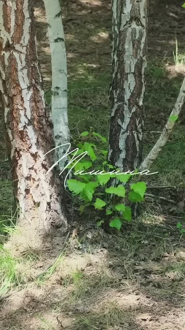 Милые кролики (Небольшой рилс со съемок обзорного ролика для глемпинга «Тишина») смотреть онлайн