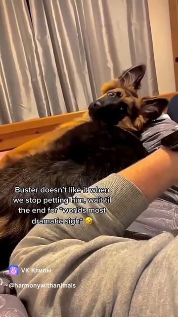 Приколы с животными