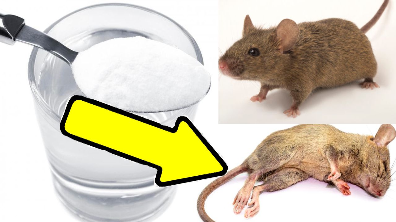Как избавиться от мышей и крыс навсегда За 1 минуту.!!!!!... смотреть онлайн