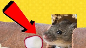 Как избавиться от мышей и крыс навсегда За 3 Секунды!!!!!.