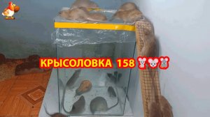 Крысоловка вариант (158) 🐀 Как сделать крысоловку своими руками и поймать кучу крыс 🐀🐁🐀