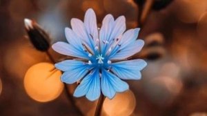 Песня Дом Восходящего Солнца