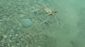 Чёрное море! Страшное нападение! Бегу без оглядки! Вы просто не видели атакующего краба!