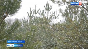 Белгородские лесники усиливают патрулирование хвойных деревьев в преддверии нового года