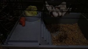 Что любят морские свинки трансляция