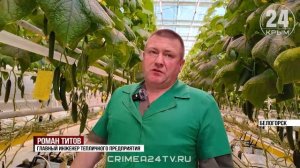 Конвейер для огурцов: как в Белогорске собирают урожай овощей