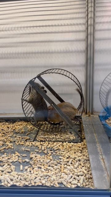 Какой у тебя домашний питомец?присылай свои фото с питомцем 📸 #ТаняАняМартин #питомец #кролик #дегу