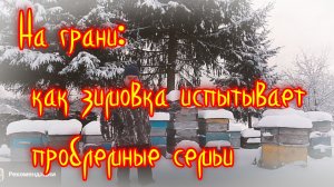Выжить вместе: борьба проблемных семей в разгар зимовки»