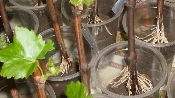 Черенкование винограда смотреть онлайн