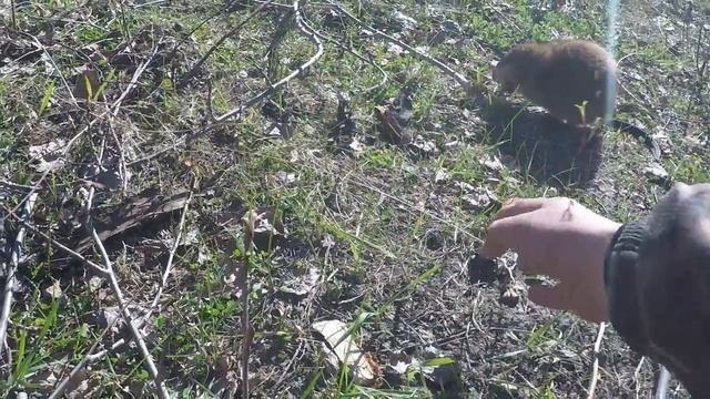 Смелая ондатра 2 смотреть онлайн