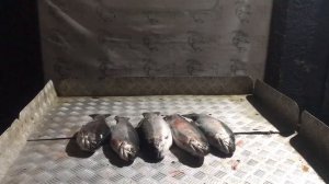 улов форели