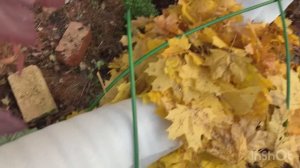 Сад 20 октября | укрываю крупнолистные гортензии |