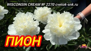 ПИОН "WISCONSIN CREAM"/Сад Ворошиловой