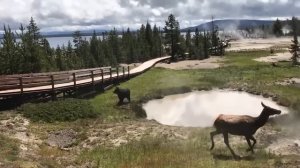 Невероятные Случаи на Сафари, Снятые на Камеру