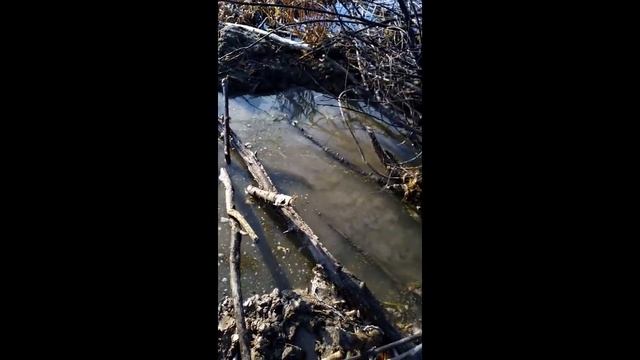 Охота на бобра 23 10 2021 г смотреть онлайн