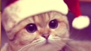 стрим с ушками