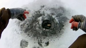 ДА! ЭТО ОН! ЖЕРЛИЦЫ ВСТАВАЛИ ОДНА ЗА ОДНОЙ.Первый лед.