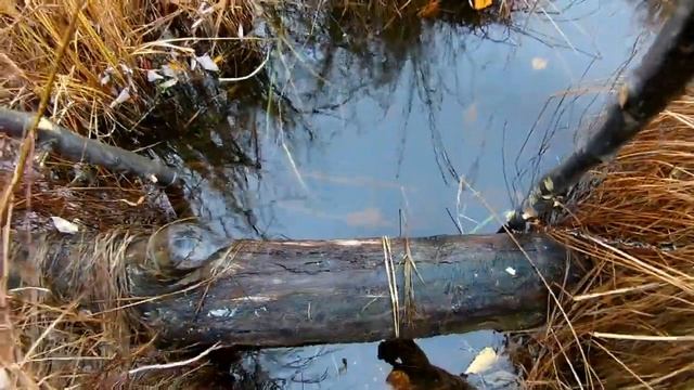 Проверка капканов на бобра смотреть онлайн