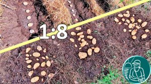 Посадка картофеля на 2 месяца позже и сбор урожая в технологии Гордеевых