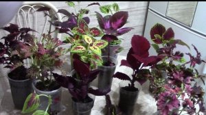 Как быстро начеренковать колеусы.