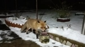 (1200) Лиса приходит в гости. Декабрь 2025