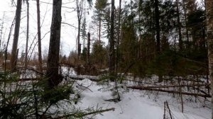 Охота капканами на куницу. Неожиданный трофей под закрытие сезона.