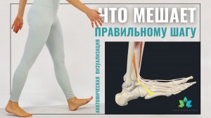 Паттерн шага. СТОПЫ | Что мешает стопе эффективно работать?