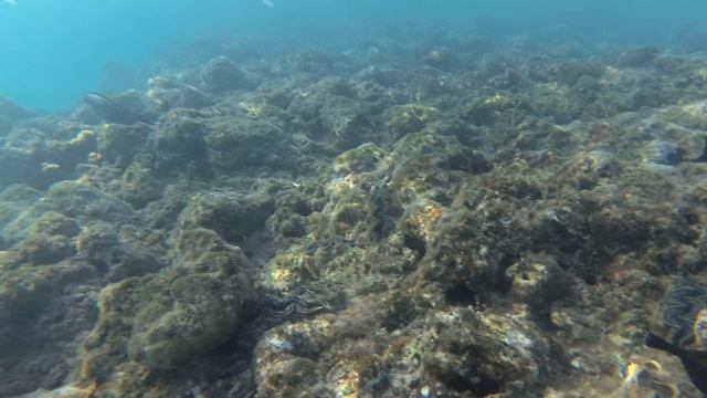 2025-11-21_145846 Рыбки и скат большой