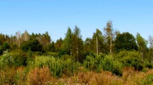 Лирическое настроение...