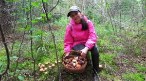 В ЛЕСУ НЕ ЖИВУ, А БЕЗ ГРИБОВ НЕ СИЖУ – Собираю Белые грибы и Подосиновики в нашем Подмосковье