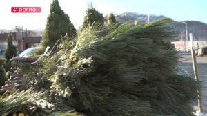 В ПЕТРОПАВЛОВСКЕ НАЧАЛИ РАБОТУ ЁЛОЧНЫЕ ЯРМАРКИ • НОВОСТИ КАМЧАТКИ