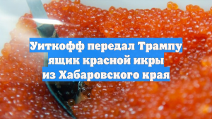 Уиткофф передал Трампу ящик красной икры из Хабаровского края