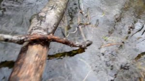 Закрытие сезона, охота на норку, капканы