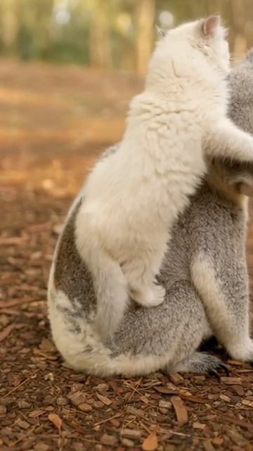 #shorts коала и котенок смотреть онлайн