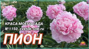 ПИОН "KRASA MOEGO SADA"/Сад Ворошиловой