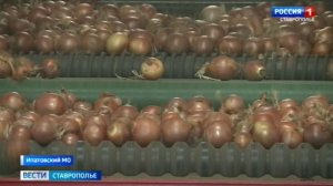 Ставропольский лук пользуется спросом в России