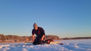 Налимья пора! Первый лёд и первые жерлицы. Ловля налима в декабре.