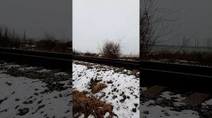 Охота с Эстонской гончей. 5