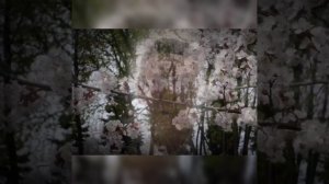 Роберт Рождественский "Знаешь..."