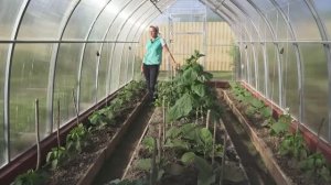 6 соток 3 июня 2021 Поставила шпалеру. Удобрила капусту, клубнику. Окучили карто