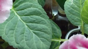 Глоксинии. Мои подкидыши и влияние слов на цветы