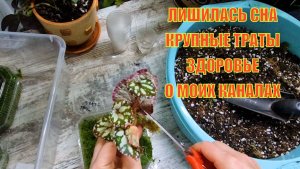 Разговор обо всём за пересадкой цветов. Новости, жалобы, грядут изменения