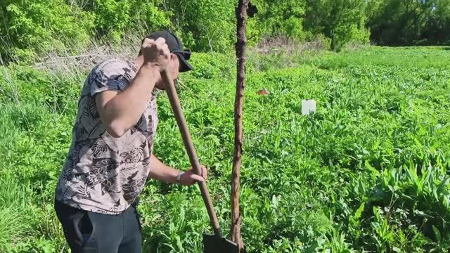 Деревенские хлопоты. Май 2025. У яблоньки теперь есть подружки. Мошкара нанесла серьезные травмы((