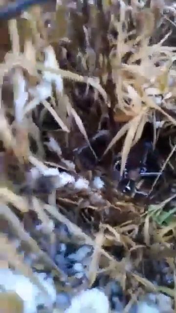 Первая куница в сезон 2020/2021. смотреть онлайн